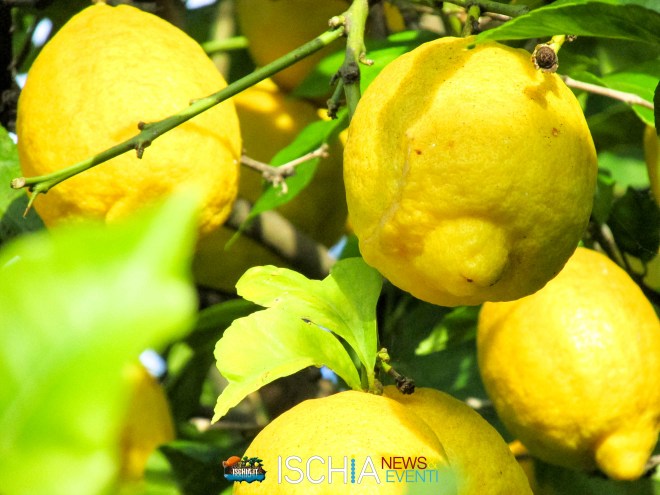 Limoni bio Ischia