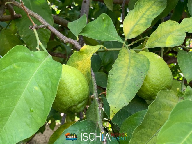 Limoni verdi per limoncello ischia